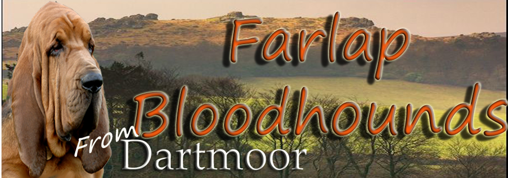 farlapbloodhounds